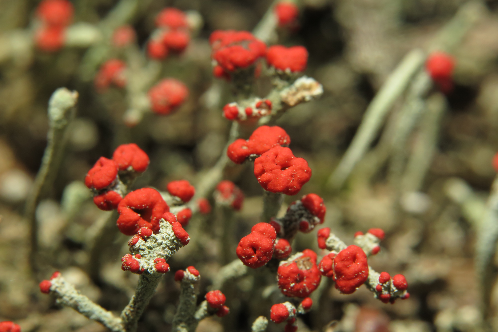 Macro of British soldier lichen (Cladonia cristatella) with amazing red fungus heads