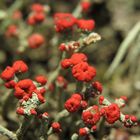 Macro of British soldier lichen (Cladonia cristatella) with amazing red fungus heads