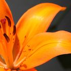 Macro of orange Lily