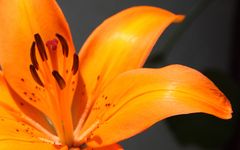 Macro of orange Lily