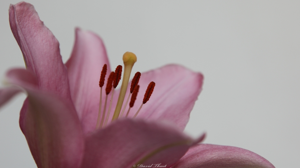 Macro of pink Lily