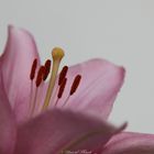 Macro of pink Lily