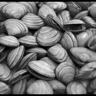 Macro of Shells