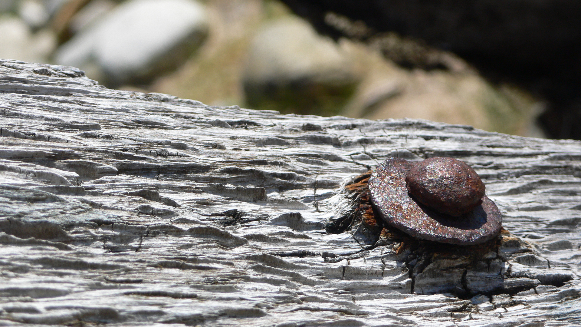 Macro of the broken bones of a fishing boat, Scotland 2009