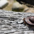 Macro of the broken bones of a fishing boat, Scotland 2009