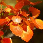 macro orange