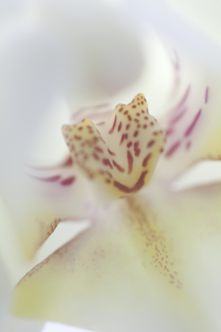 macro orchidee phalaenopsis