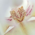 macro orchidee phalaenopsis