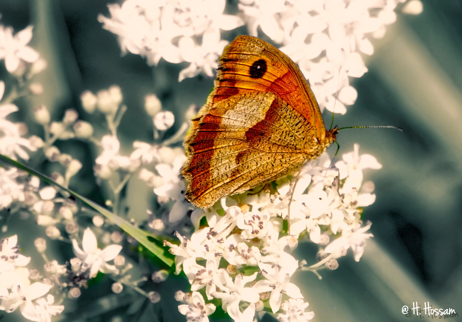 Macro - Papillon