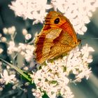 Macro - Papillon