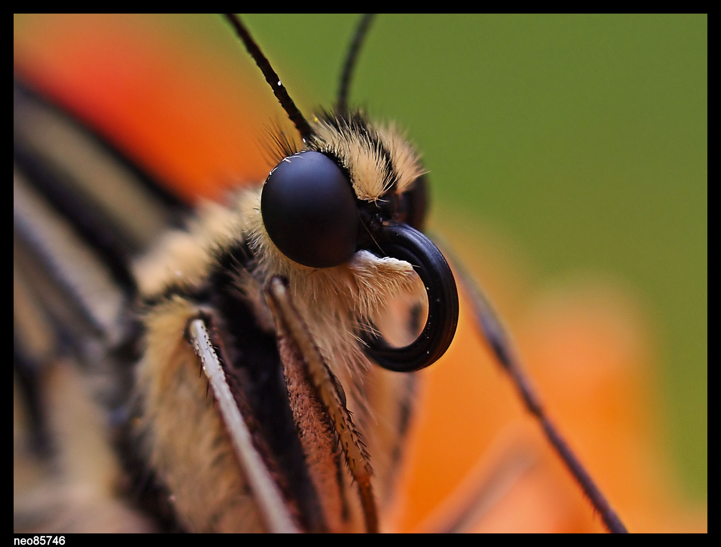 macro papillon