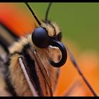 macro papillon