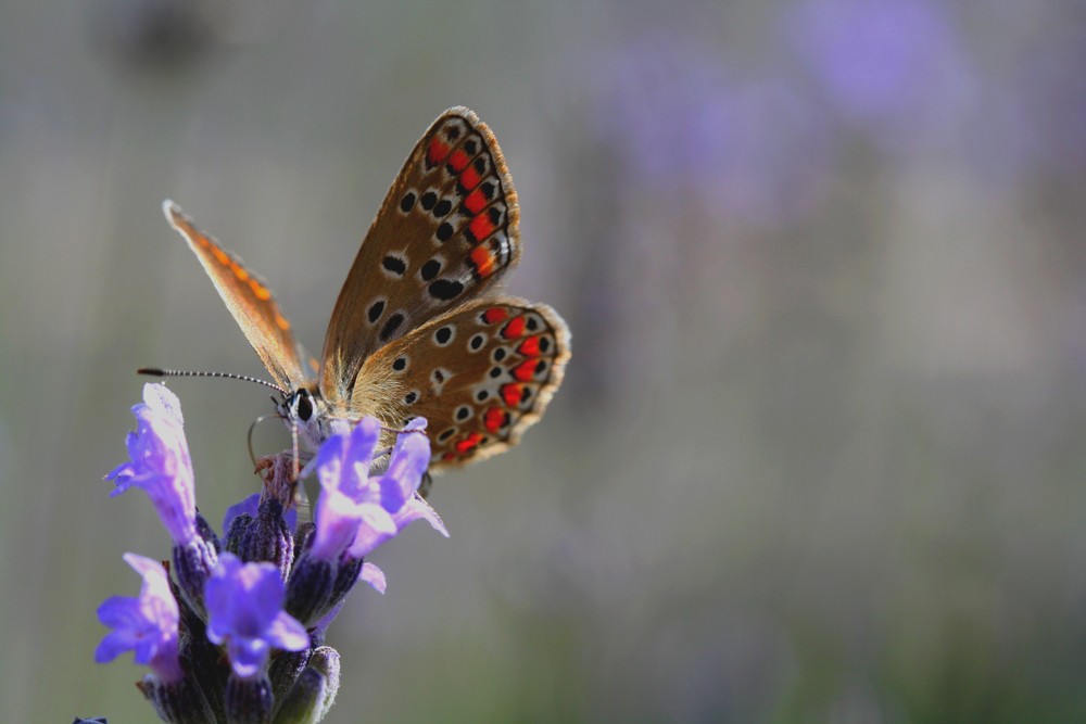 macro papillon