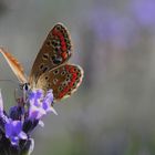 macro papillon