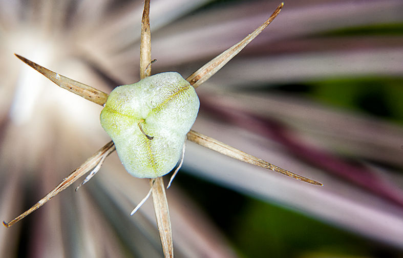 Macro Passionsblume