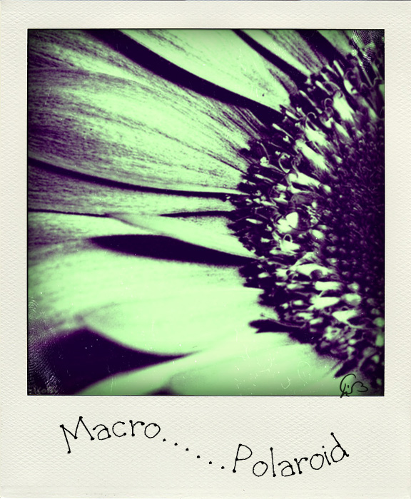 Macro ... polaroid