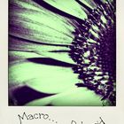 Macro ... polaroid