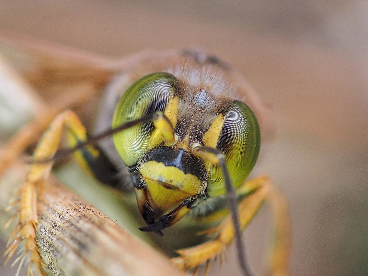 macro portrait guêpe 