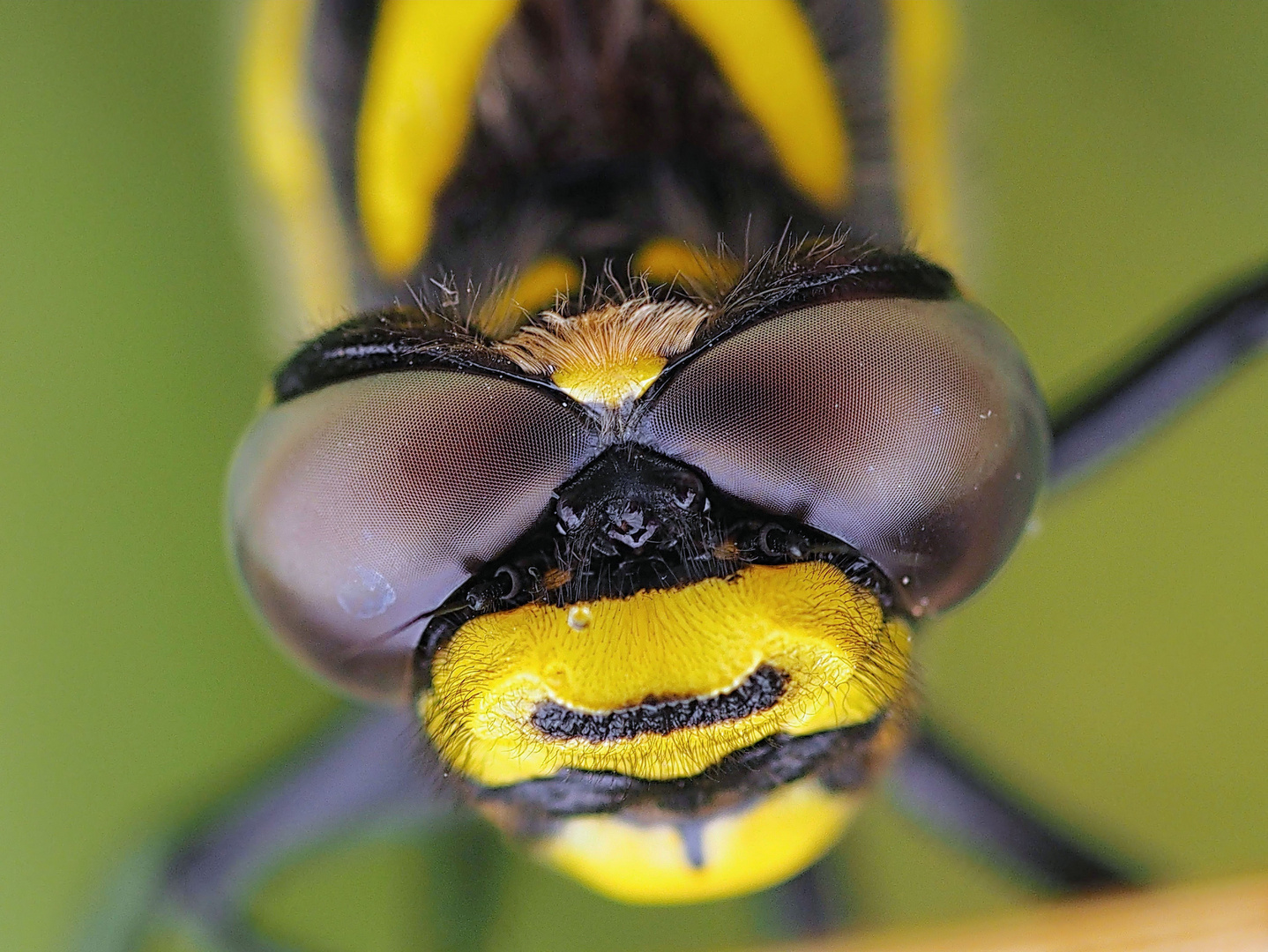 macro portrait libellule