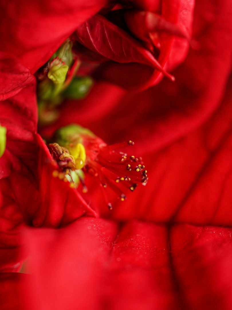 Macro Red Flower