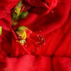 Macro Red Flower