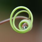 Macro Reflection