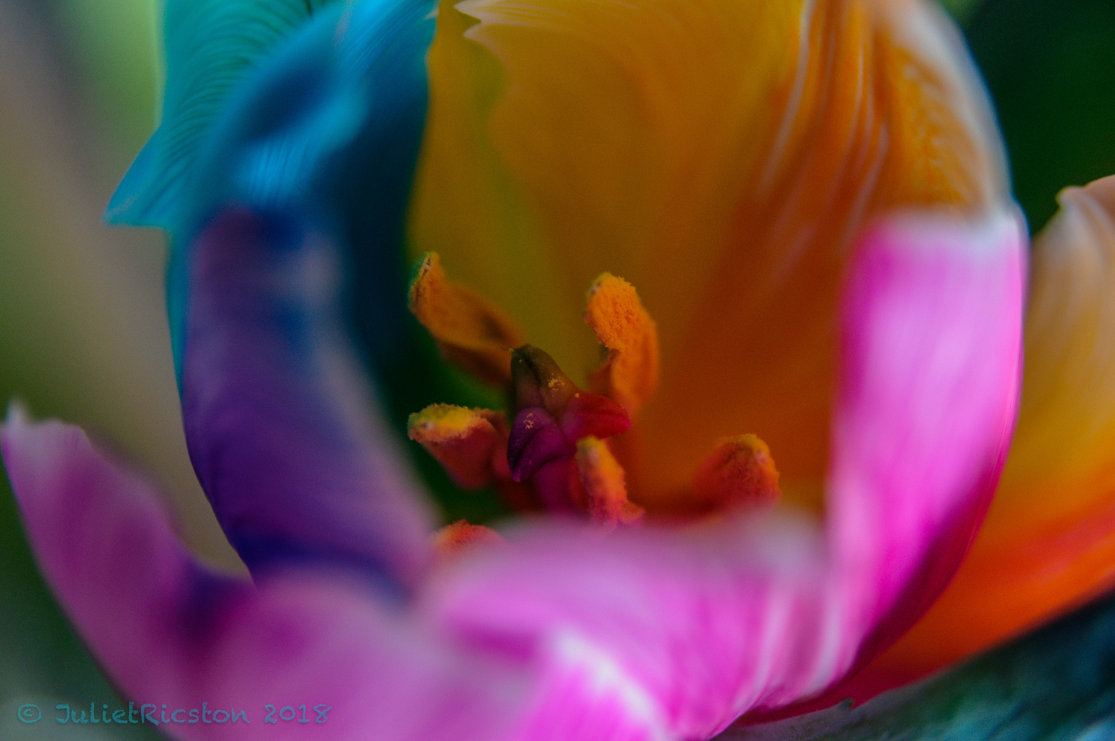 Macro RegenbogenTulpe