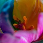 Macro RegenbogenTulpe