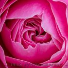 Macro Rose