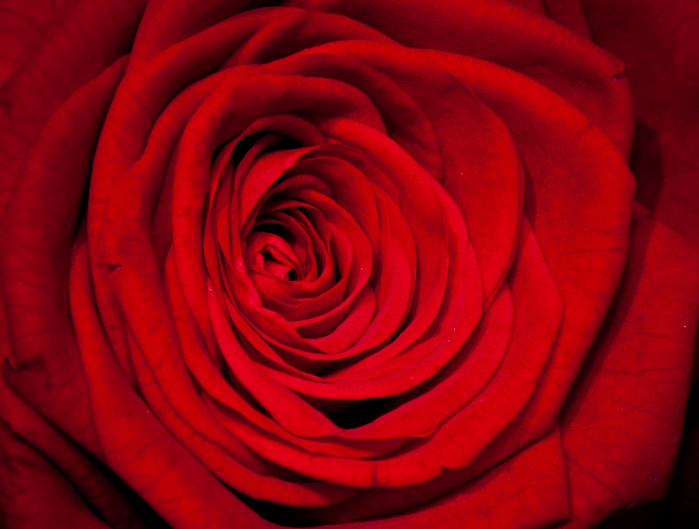 Macro Rose