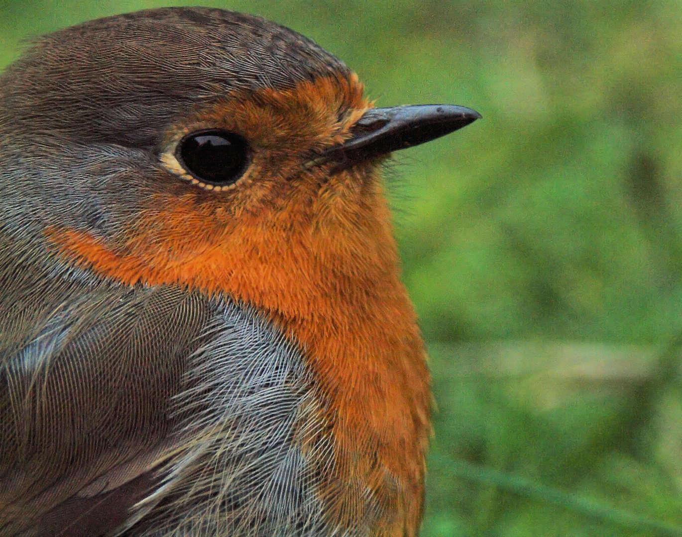 macro rouge-gorge sans flash "donc il y a plus de bruit numerique"