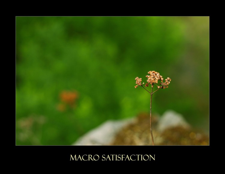 "Macro Satisfactio"