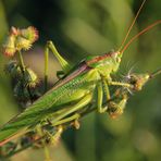 Macro sauteur vert