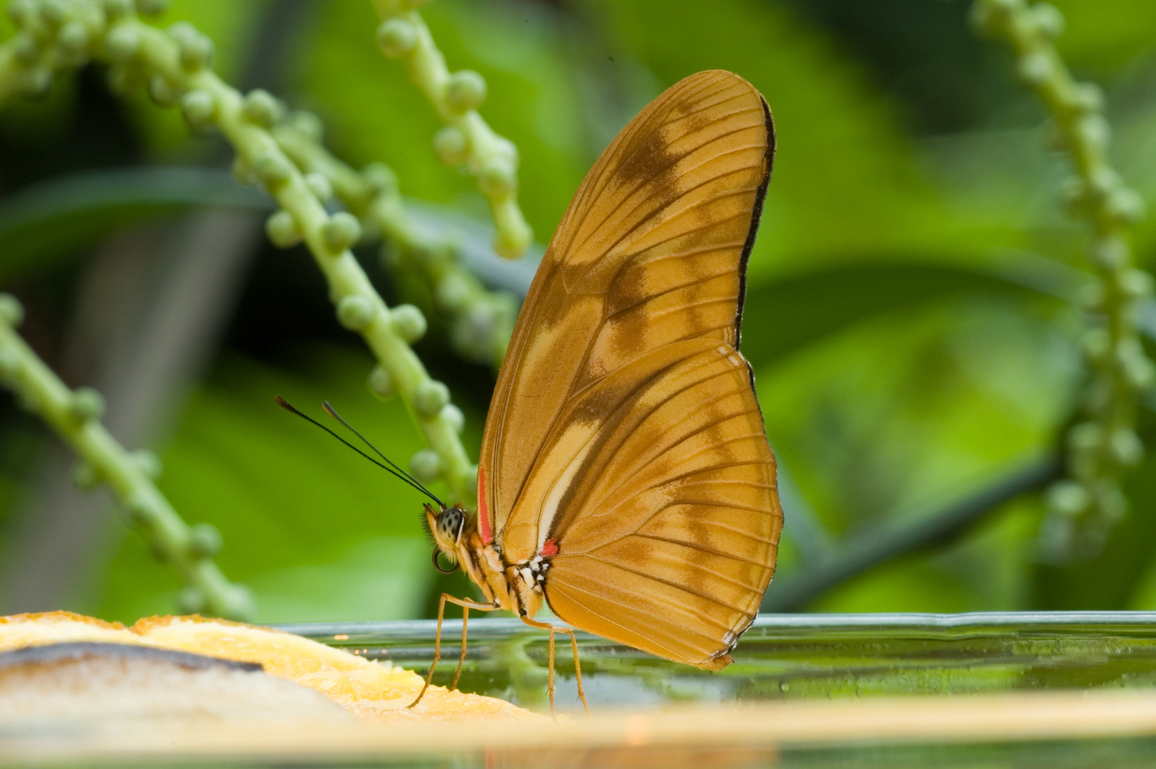 Macro Schmetterling