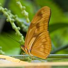 Macro Schmetterling