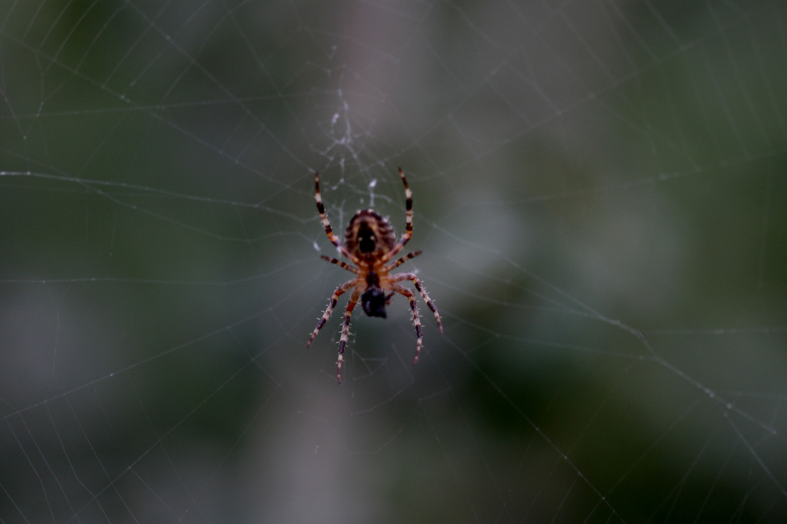 Macro spider