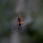 Macro spider