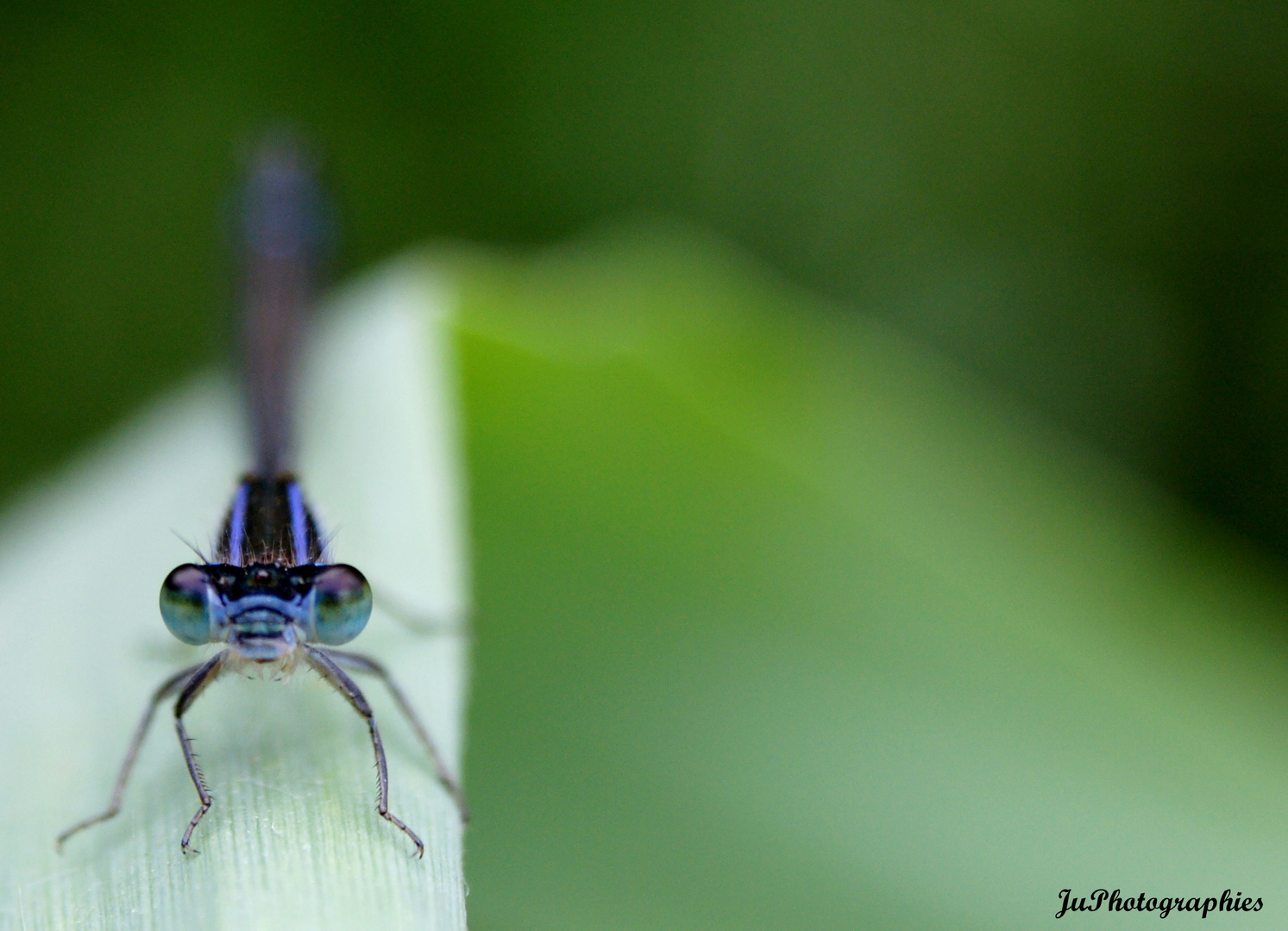 Macro sur les yeux d'une libellule