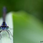 Macro sur les yeux d'une libellule