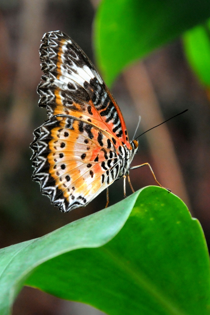 Macro sur un papillon