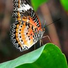 Macro sur un papillon