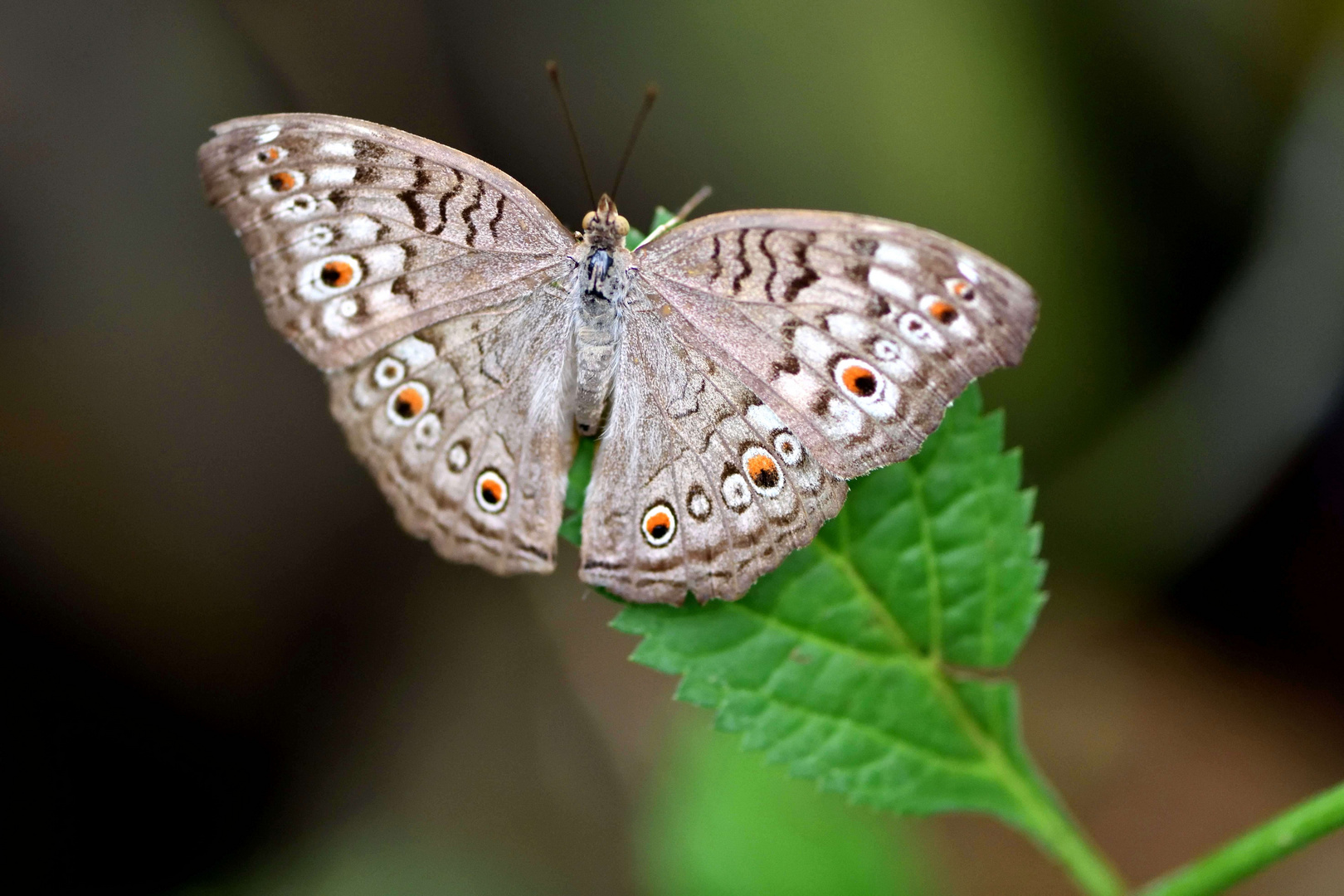 Macro sur un papillon ...