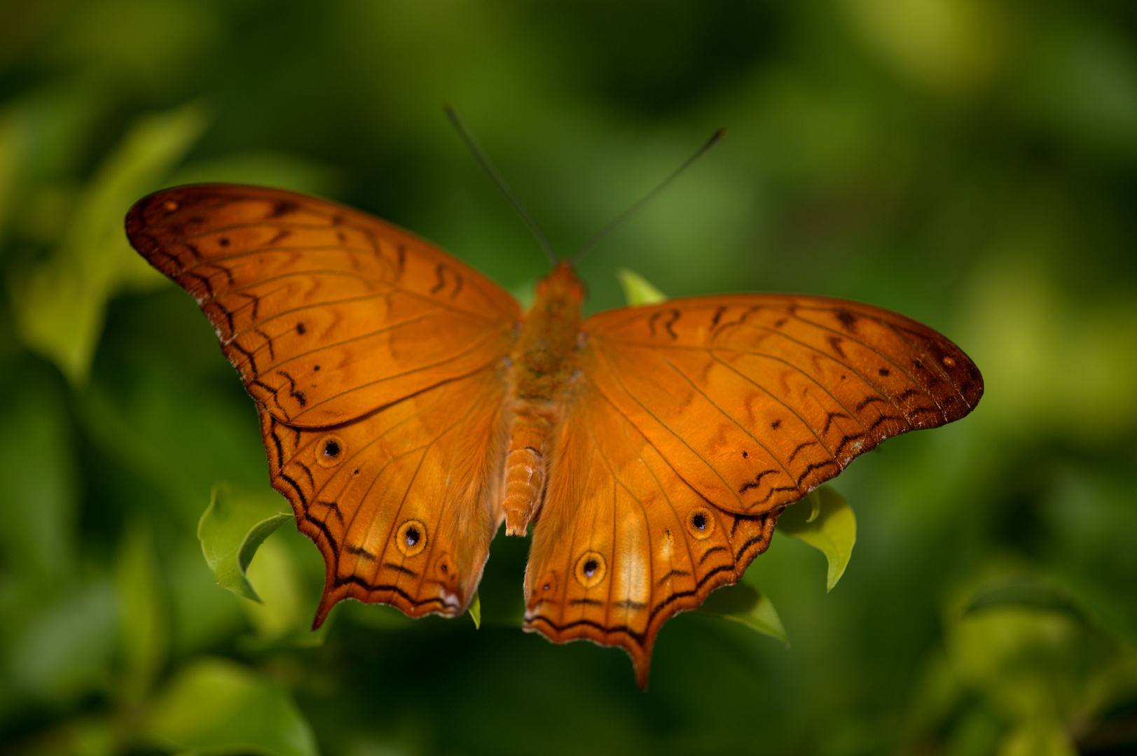 Macro sur un papillon ...