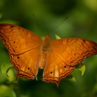 Macro sur un papillon ...