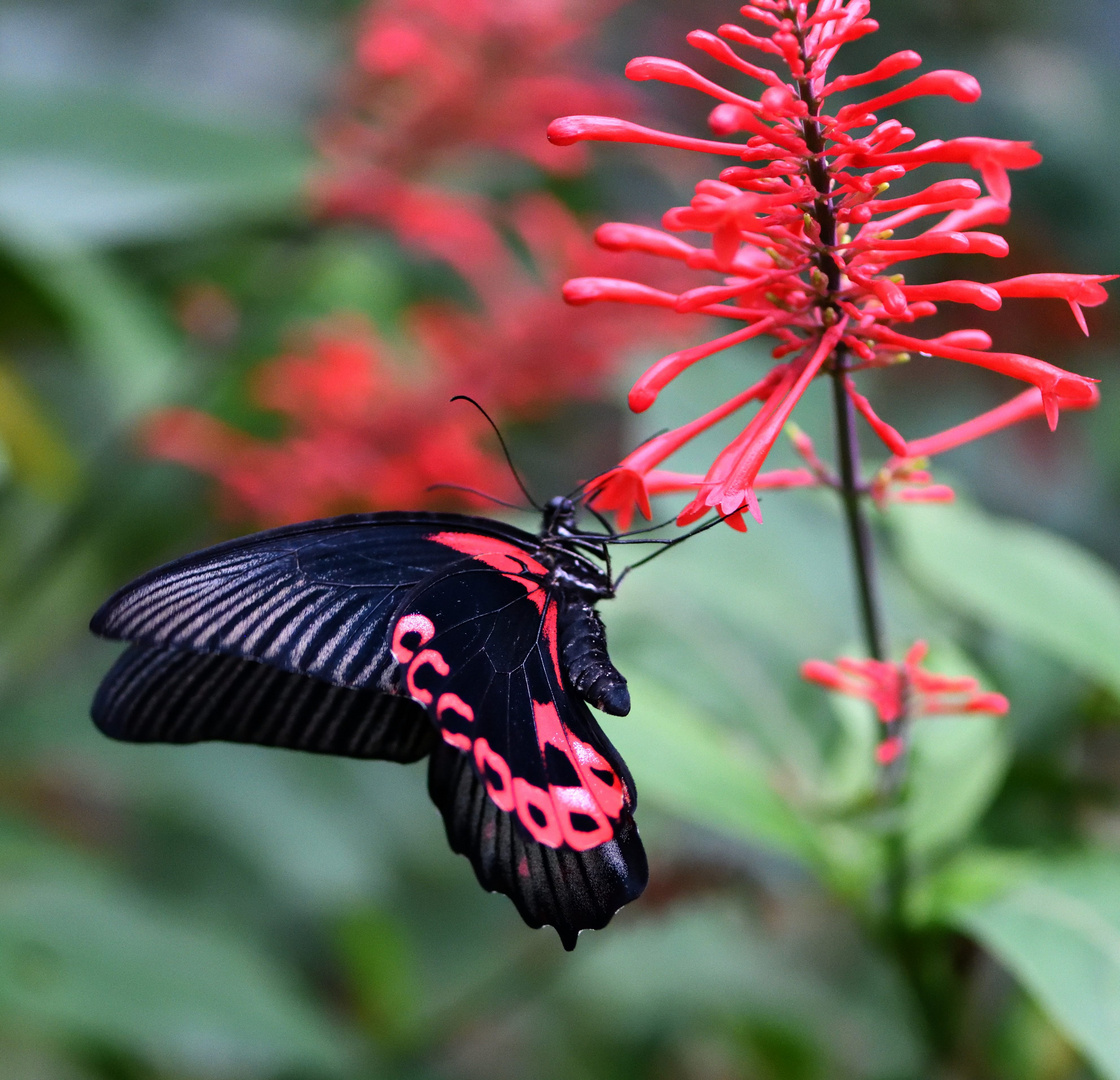 Macro sur un papillon particulier ...