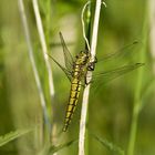 Macro -Testbild mit 910 mm Brennweite