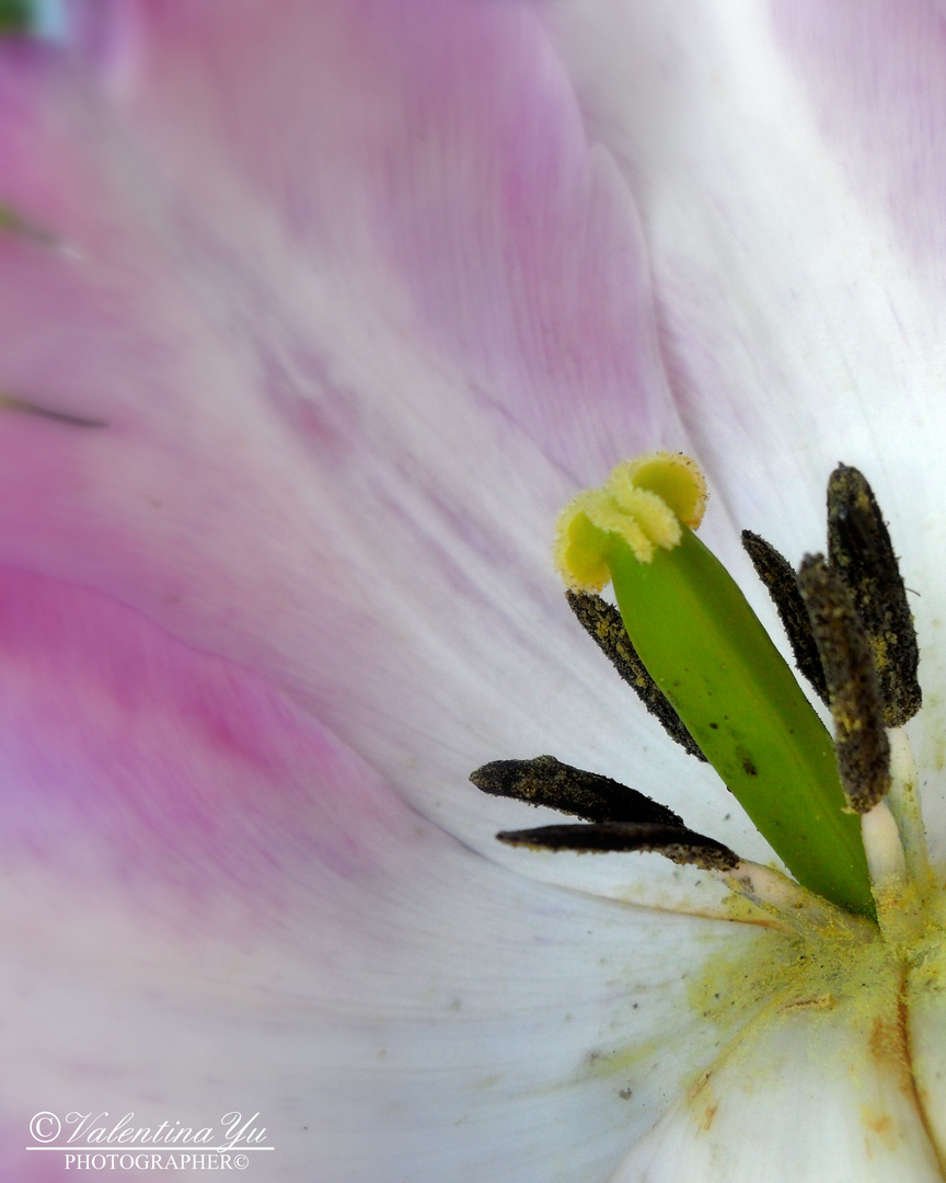 Macro tulipano.