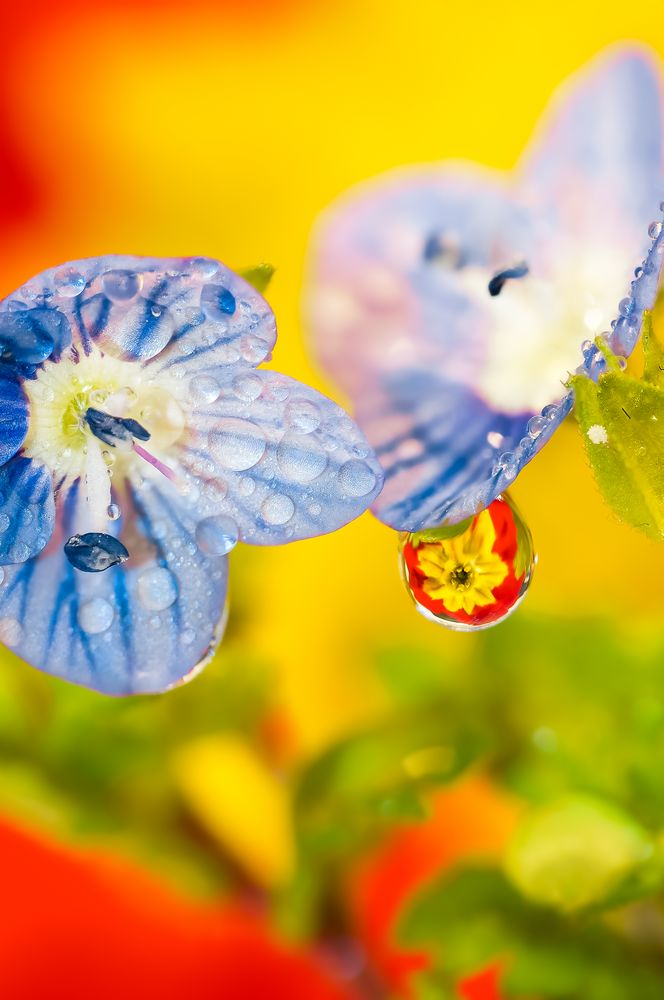 Macro Veroniche (fiori di richiamo per la primavera)