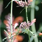 Macro view of Hyssop