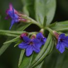 Macro viola verde